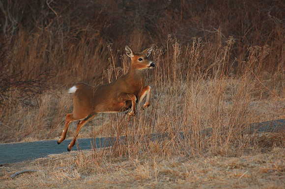 Prancing White-tail