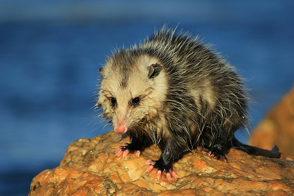 Opossum at Sachuest