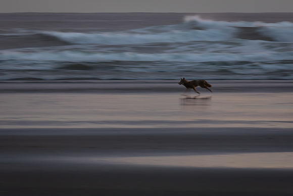Ghostly Coyote
