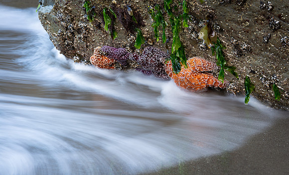 Clinging to the Tide #2