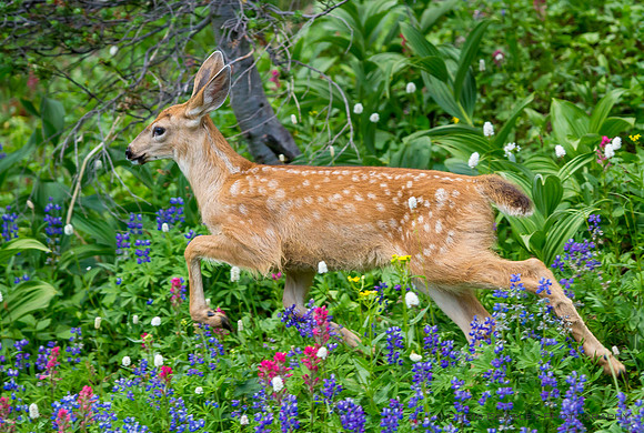 Bambi