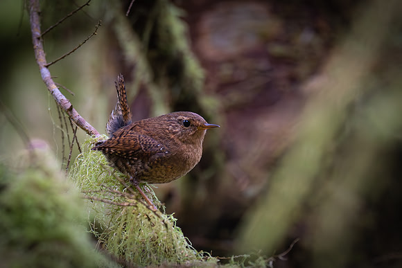 Pacific Wren
