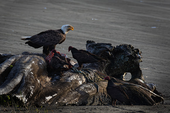 Dominant Dining