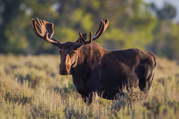 Moose with a Glare