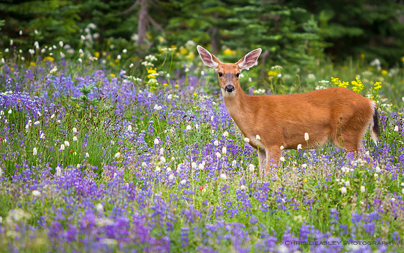 Black-tailed Mule Deer