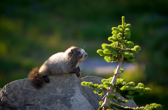 Hoary Marmot
