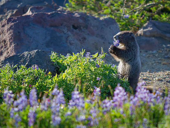 Marmot Picking Flowers