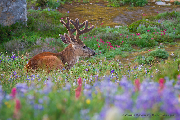 Resting Black-tailed Mule Deer