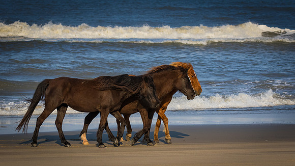 Banker horse team