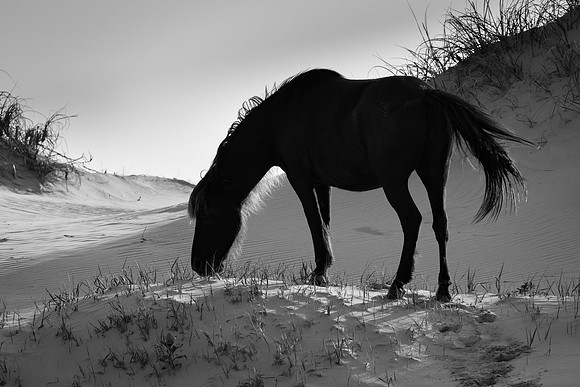 Banker horse Silhouette
