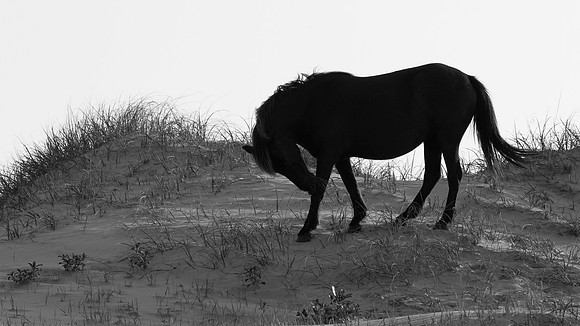 Corolla Wild Horse Silhouette