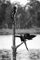 Anhinga Stretch