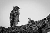 Red-shouldered Hawk