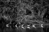 Marching Egrets