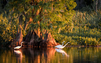 Great Egrets at Sunset