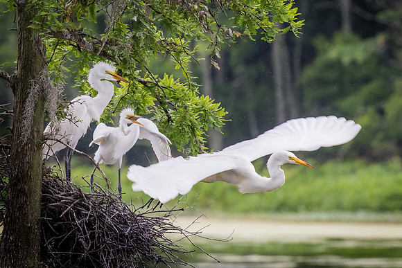 White Egret Family