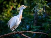 Cattle Egret