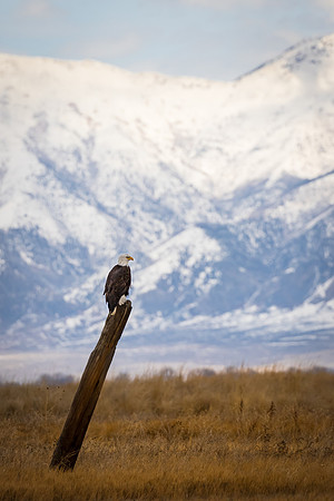 Bald Eagle on Watch