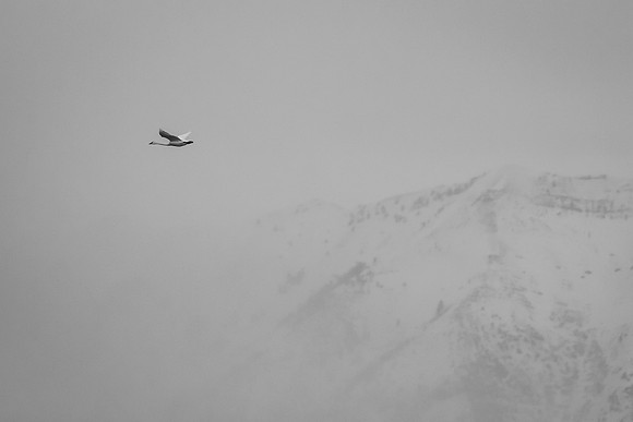Gliding High