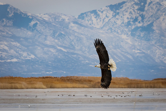 Eagle on the Hunt