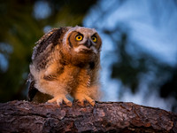 Poised Owlet