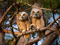 Focused Pair