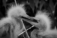Beak Measuring