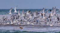 Tern Take-off