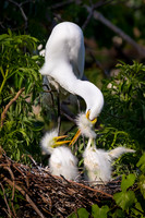 Hungry Chicks