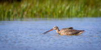 Marbled Godwit with a worm