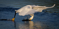 Snowy Egret lunge