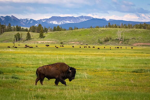 Classic Wyoming