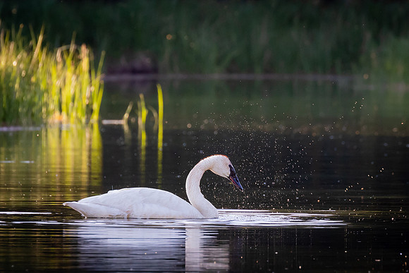 Swan at Schwabacher's