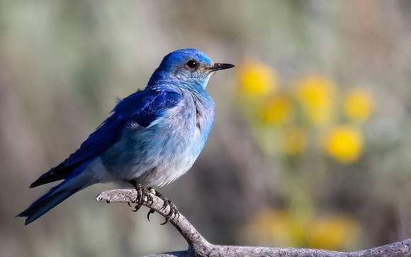 Mountain Bluebird
