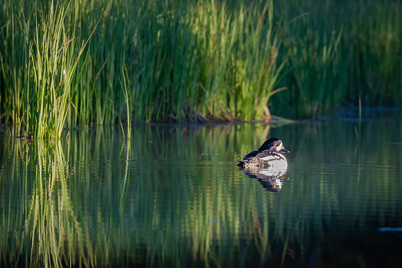 Lone Goldeneye