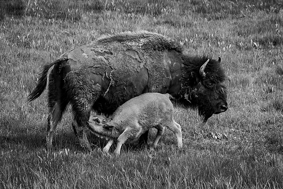 Nursing Bison