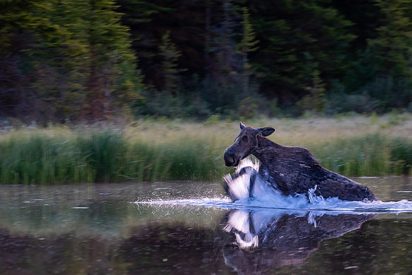 Moose with an Attitude