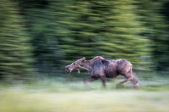 Moose on the Loose