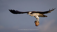 An Osprey with a Jellyfish!!!