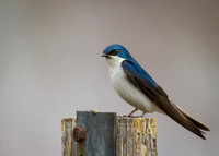 Tree Swallow