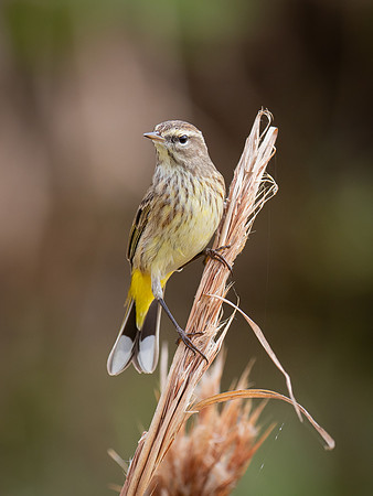 Palm Warbler