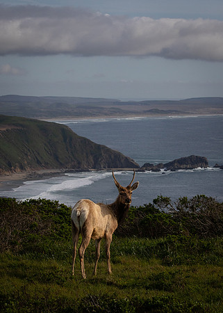 Tule Elk overlooking Pacific Ocean