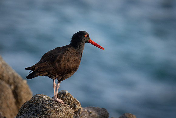 Black Oyster Catcher at Sunrise