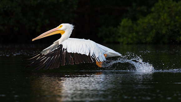 American White Pelican take-off  #Best1610