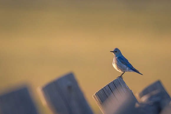 Mountain Blue Jay