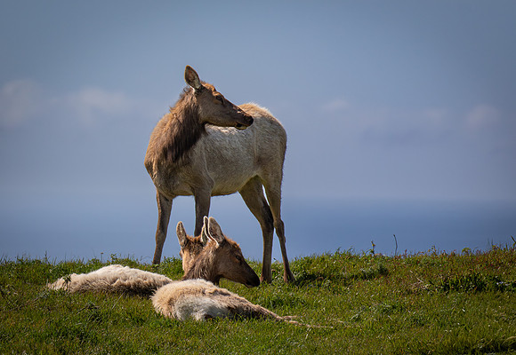 Tule Elk and calves