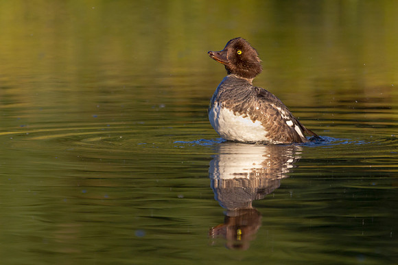 Common Goldeneye