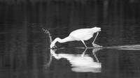 Lunging Egret