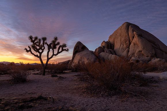 Desert Dawn