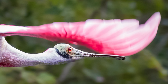 Roseate Spoonbill on the Wing  #Best1603